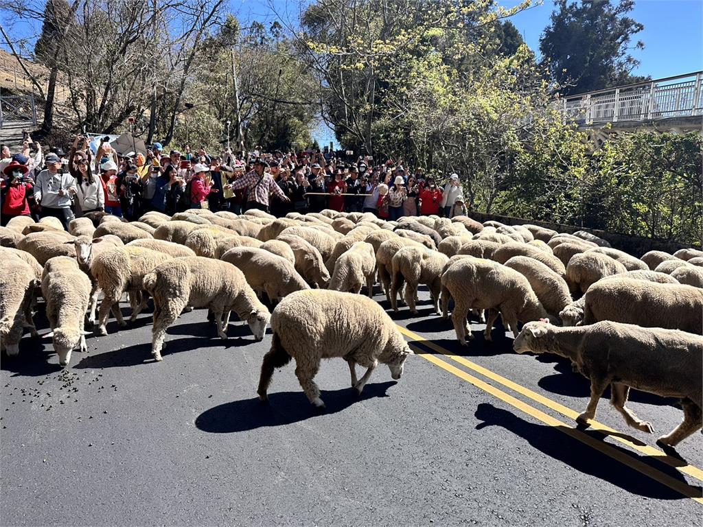 橫走、折回超失控！清境奔羊節吸3000遊客　113隻「山道羊」脫隊畫面曝