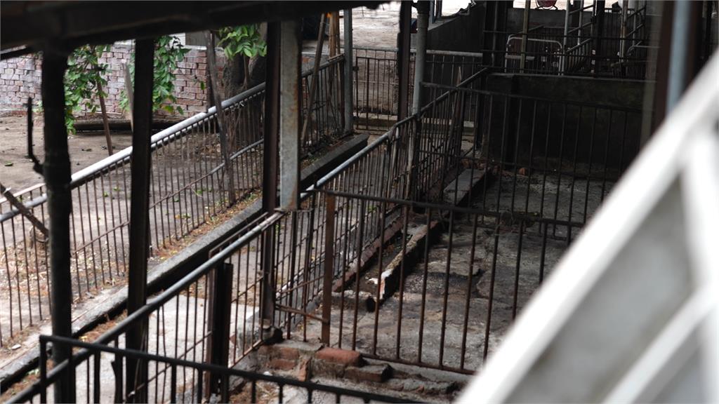 擋下非洲豬瘟關鍵15天！「防堵工作」分秒必爭守下疫情