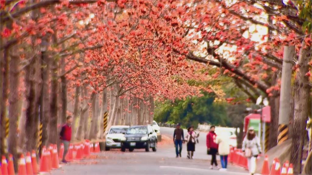 全球最美花海街道　台南白河木棉花提早大爆發