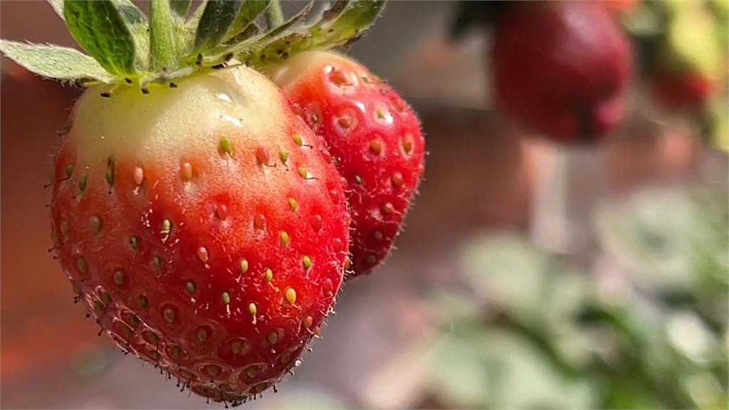 雲林魚菜共生還能「種草莓」! 打造永續農業新模式