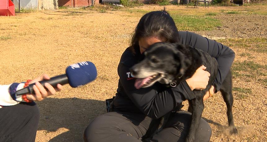 台中2搜救犬光榮退役　期待後半生進入溫暖家庭