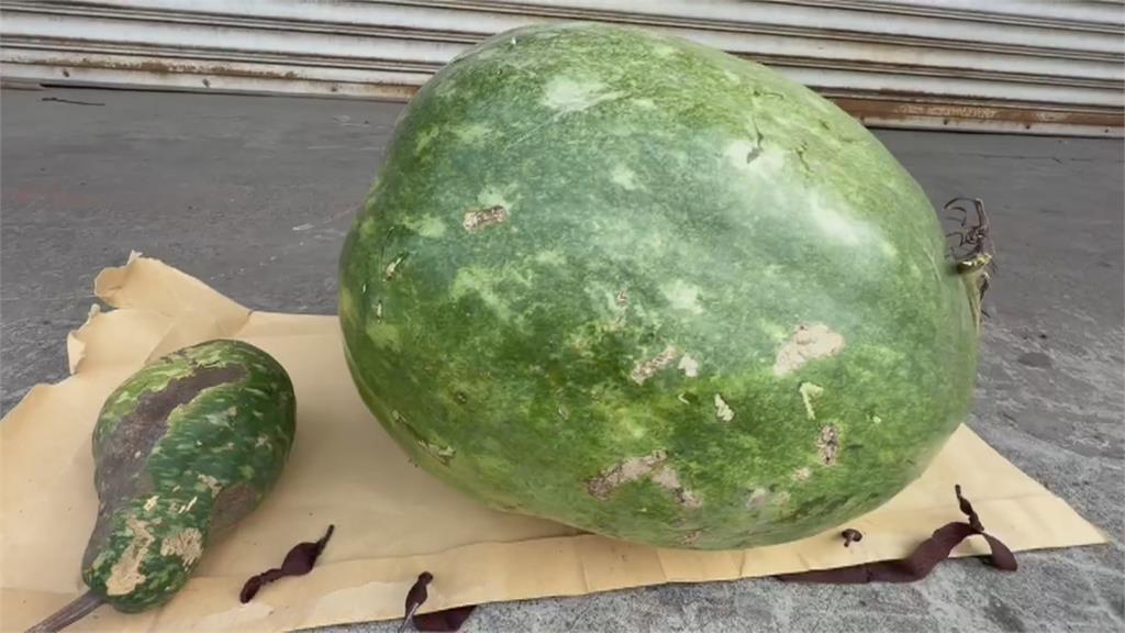 瓜藤遭砍求償鄰居12萬! 男不服判賠5千抱"巨大瓠瓜"陳情