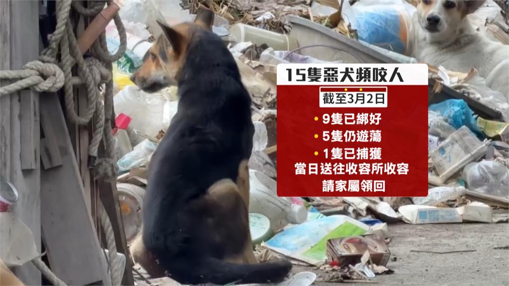 嚇人！彰化和美１５隻惡犬遊蕩　民眾遭追咬事件頻傳