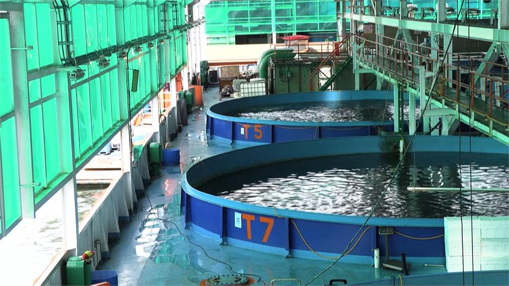 新加坡秘密武器「環保方舟」 避免氣候變遷影響養殖產業