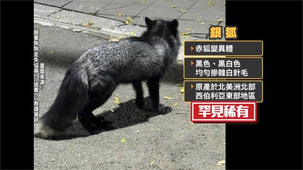 狐狸逛大街北新竹車站逗留　民眾急協尋等主人現身