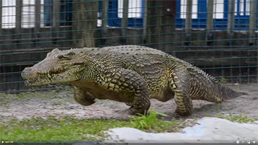 動物園鱷魚「拔腿狂奔」高速猛追馴獸員！遊客全看傻驚險影片曝光- 民視新聞網