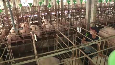 快新聞／颱風天漏電！彰化養豬場慘叫聲四起　僅10秒「近70隻豬被電死」