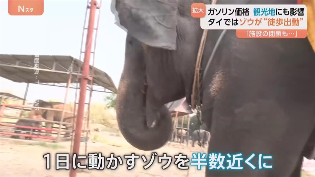 國際油價飆升!運送卡車沒油可開 泰國大象徒步上下班
