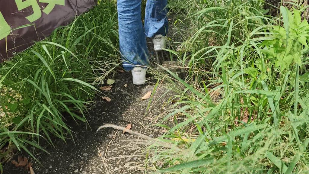 台中人行道驚見兩米高雜草　民眾寸步難行：彷彿穿越叢林