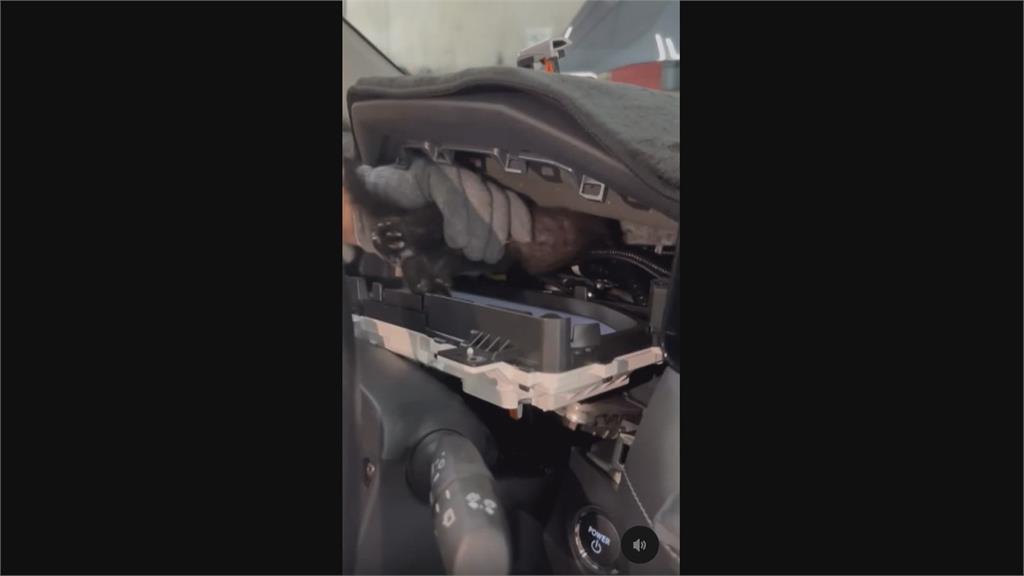 小黑貓上車躲進儀表板　好心車主衝保養廠找救援