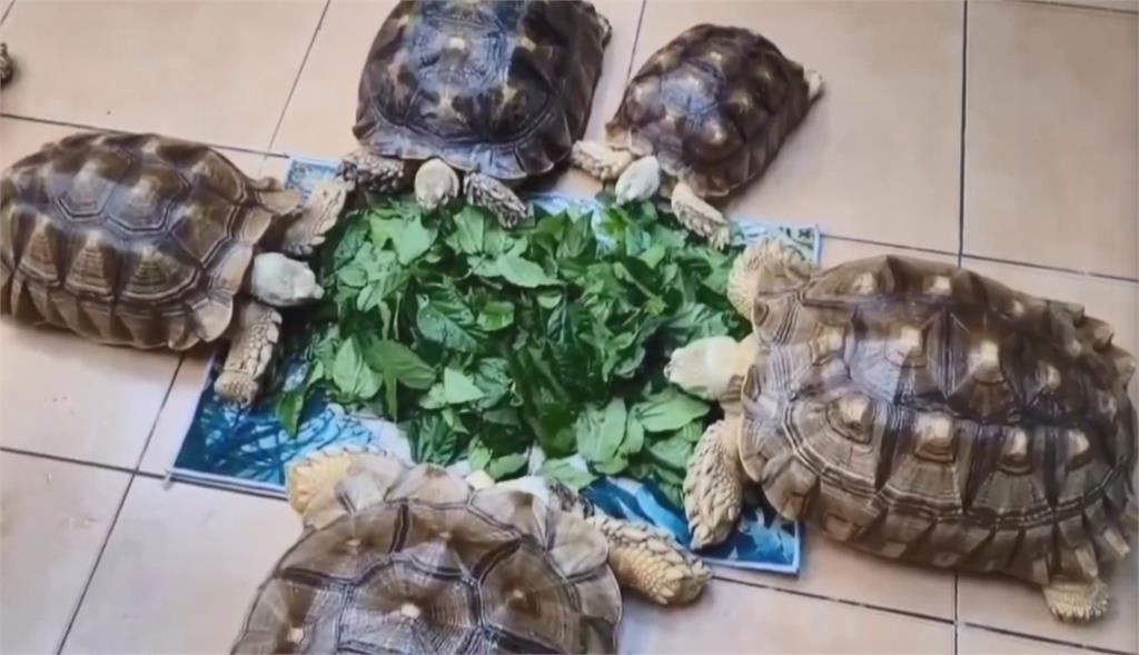 可愛！寵物用品店成陸龜收容所　每隻還有專屬小房間