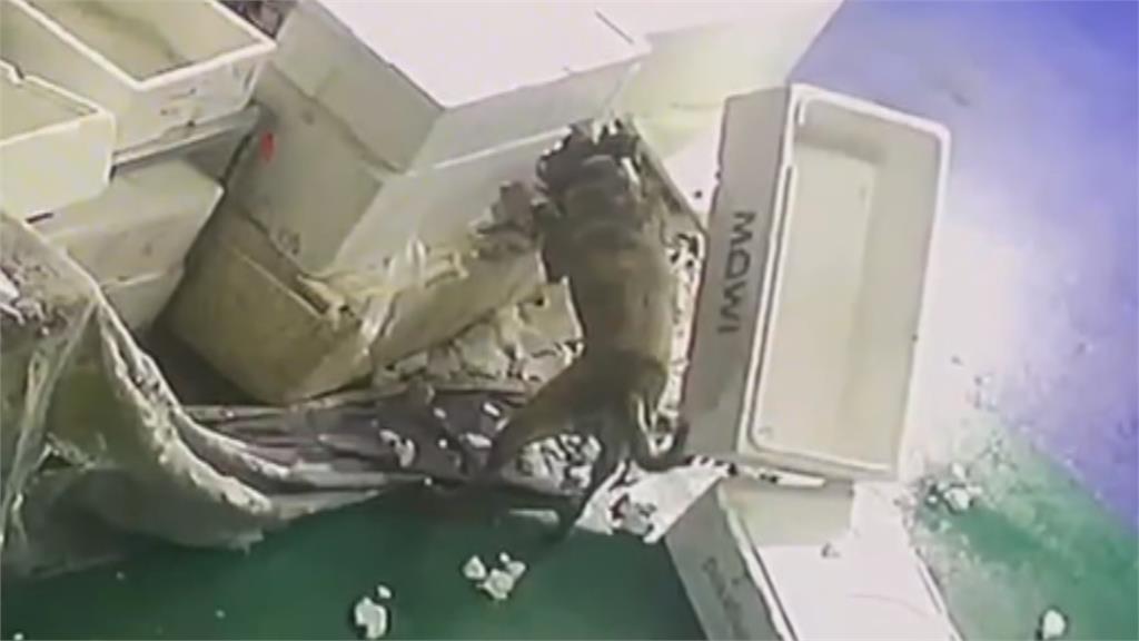 布袋魚市場流浪狗入侵　偷吃魚貨撞人害肋骨斷3根