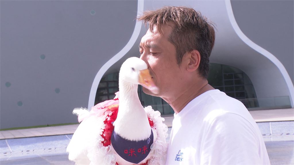 萌翻！野生捕捉網紅「咪咪鵝」精心打扮逛街　民眾直呼太可愛