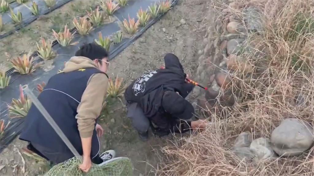 「狐獴家族」落單? 嘉義中正大學附近驚見狐獴