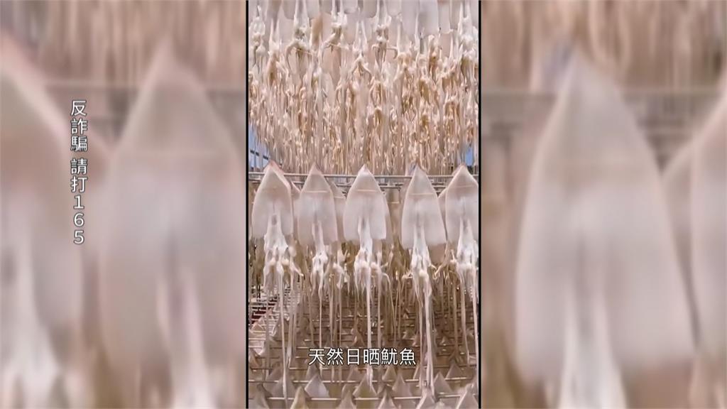 澎湖小管旺季驚現詐騙！　稱現撈低價爆卵魷魚