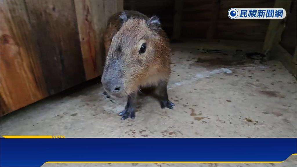 颱風天前蹺家! 水豚君跳"90公分高圍籬"脫逃 主人協尋