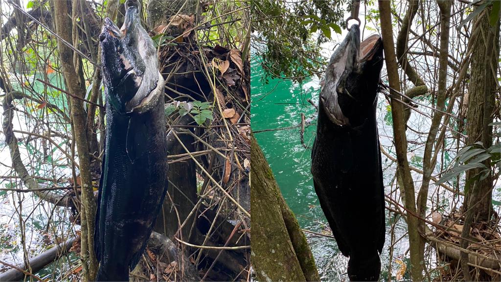 潭中惡霸夏季繁殖期「反常大消失」!魚虎球全是空包彈…漁民樂翻揭關鍵原因