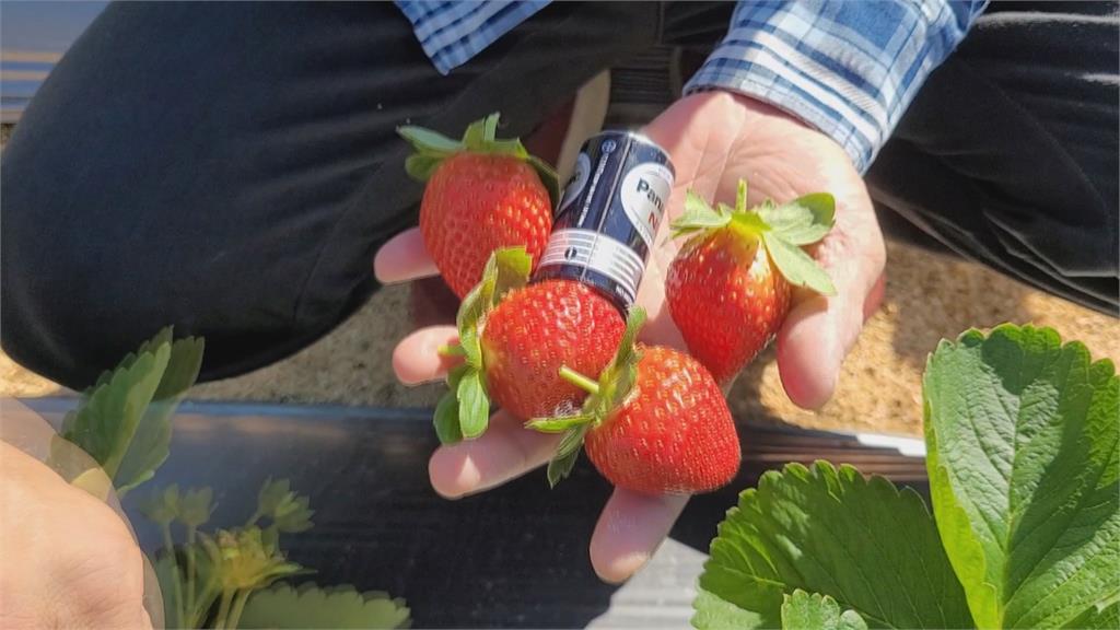 退警斜槓人生！　返鄉種出「1號電池大」的草莓
