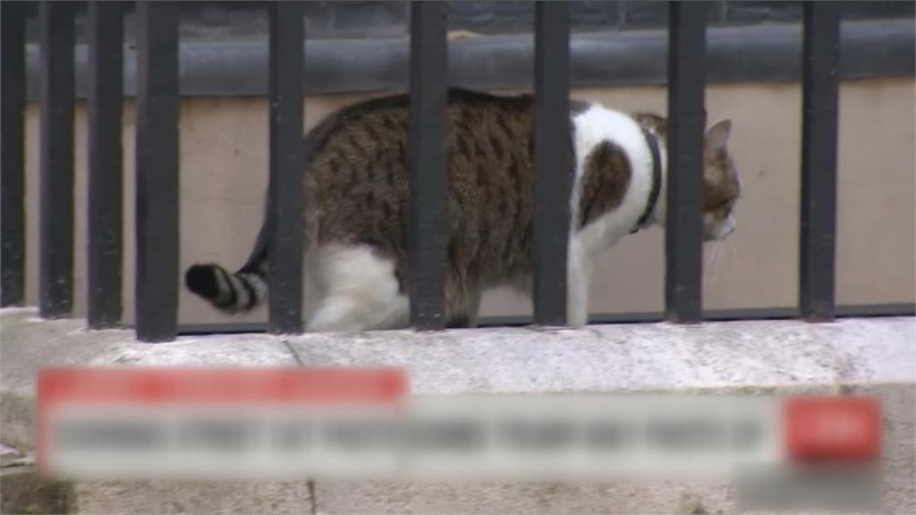 英國會新成員！　議長收養小緬因貓成新任捕鼠官