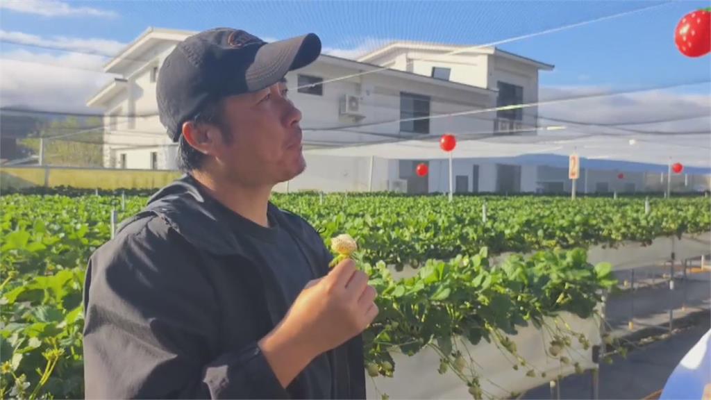 又大又甜！　苗栗大湖種出日本白草莓　一顆120至150元