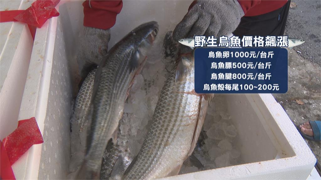 高雄鎮東里長自掏腰包　買烏魚免費送里民吃