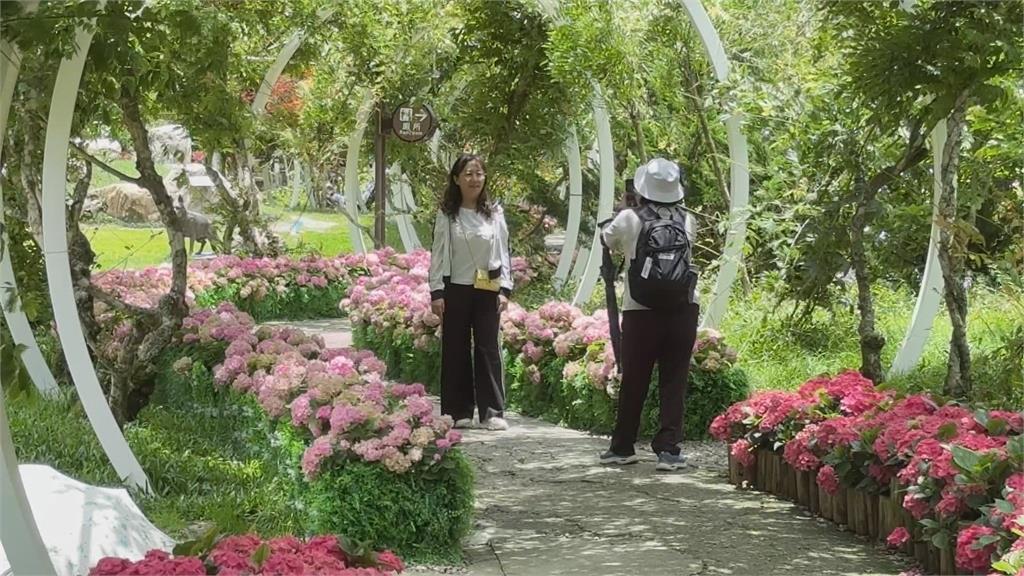 杉林溪１２萬株繡球花齊開　湧遊客上山朝聖「賞花避暑」