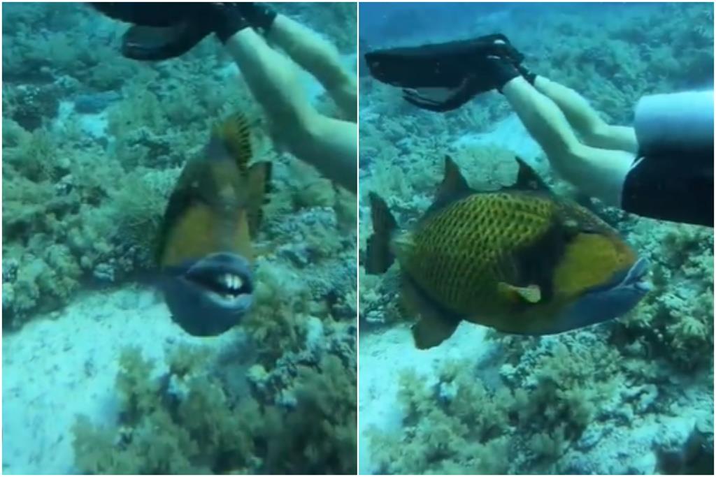 潛水客勇闖海底遭「人面魚狠咬」!下半身秒見血 他崩潰爆粗口