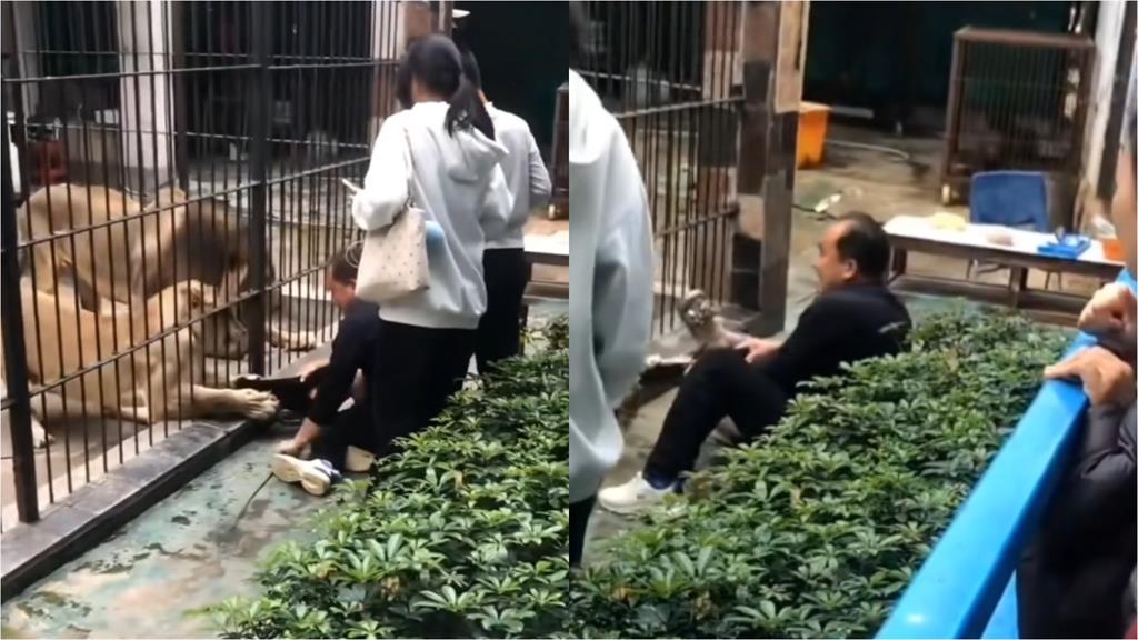 中國女童餵獅遭抓褲腳！30秒「猛拖進籠」畫面瘋傳…網酸：為什麼跨越圍欄？