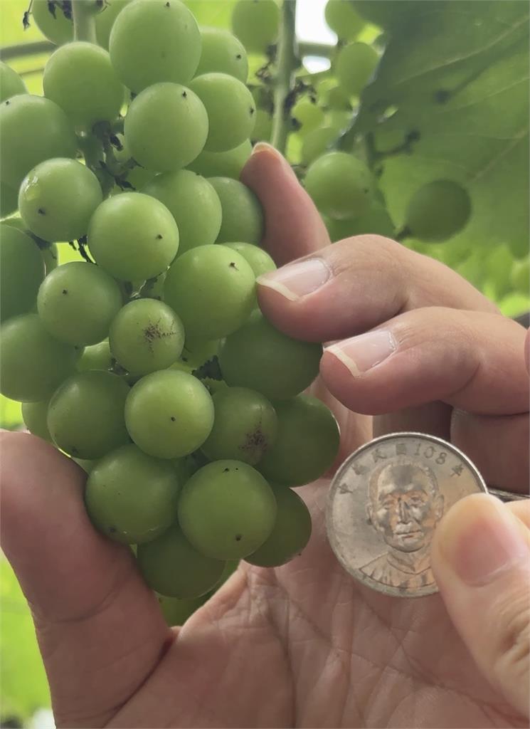 雨災! 巨峰葡萄授粉不佳變"石頭果" 大小如一元硬幣