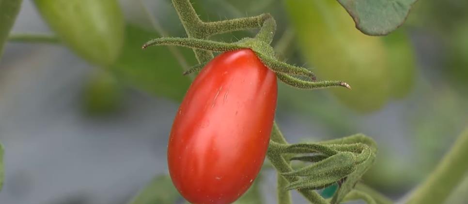 番茄防癌關鍵烹調法 劉博仁分享3道家常菜完整吸收茄紅素