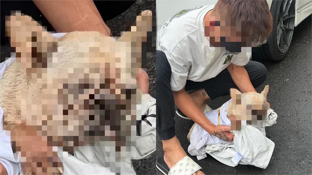 法鬥全身壁蝨慘死！68歲飼主爆曾嗆「渴死最好」到案竟喊冤：忘記狗在外面