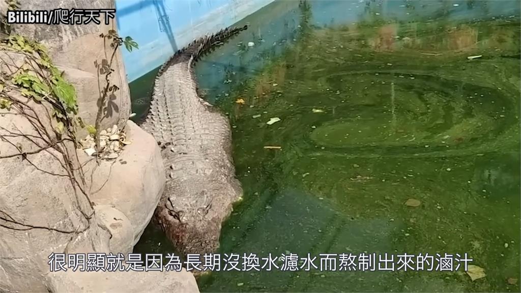 台灣「鱷魚王」小河被虐慘！滿身傷泡汙水　中國園方竟辯：按標準流程養