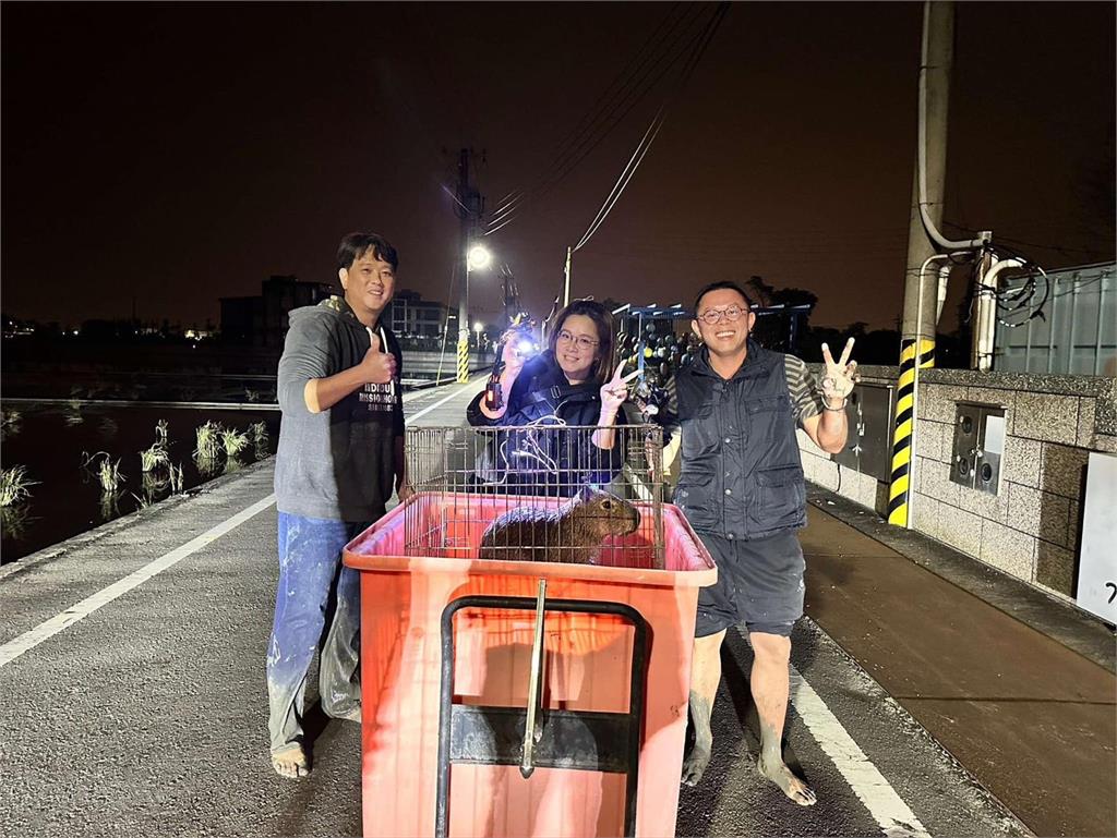 「水豚情侶檔」相揪去跨年!飼主看監控才知偷偷回家跑田裡玩耍