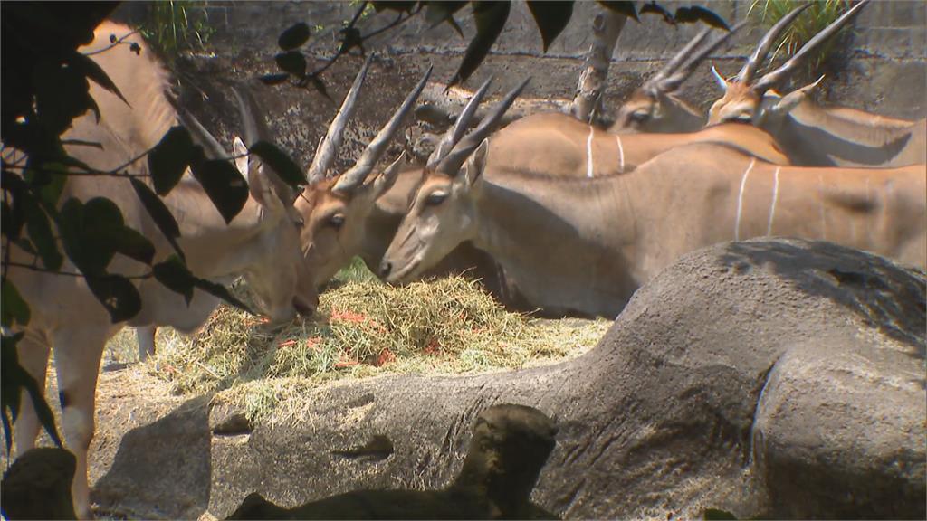 快新聞／麟洋配奪金！和「羚羊」合照送限量徽章　北市動物園：請體諒我們蹭