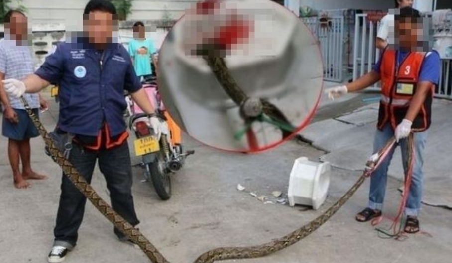 「蛇」出來了!泰男上廁所遭「3公尺巨蟒」狠咬GG 下體狂噴血險沒命
