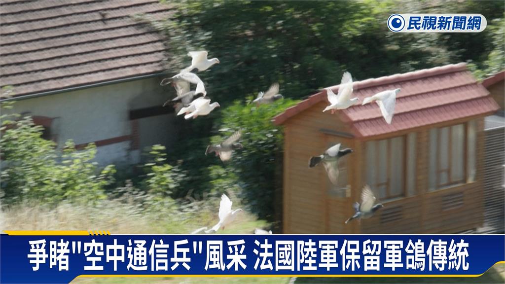 歐洲唯一！　法國陸軍保留軍鴿傳統擁逾150隻