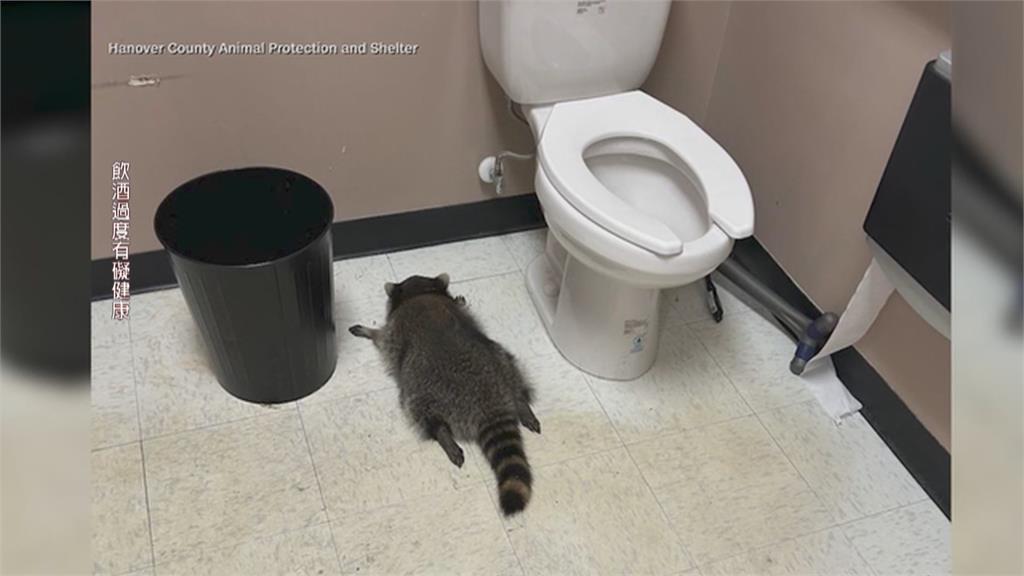 美國維州酒行被「牠」洗劫！　凶手醉倒廁所畫面曝光