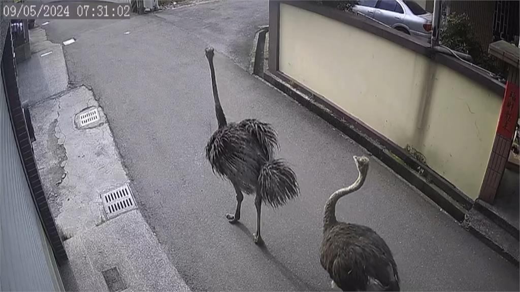 台中2鴕鳥逛大街從哪來？　釣客懷疑來自「彰化貓羅溪」