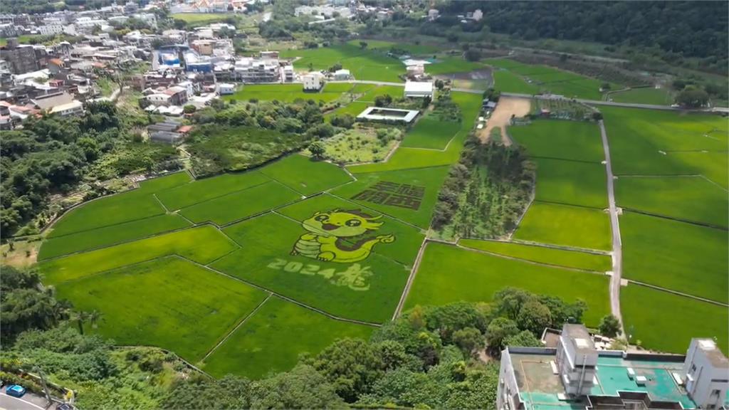 新竹關西首推稻田彩繪 大地變畫布!「龍寶寶」藏稻田中