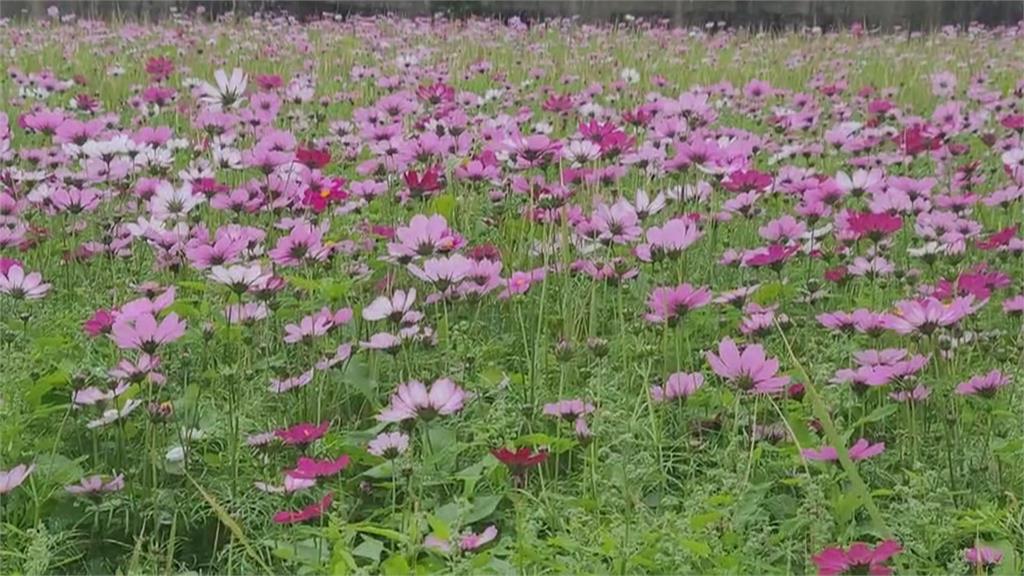 走春賞花喜迎兔年!苗栗公館「花田一路」 向日葵、波斯菊花海綻放繽紛