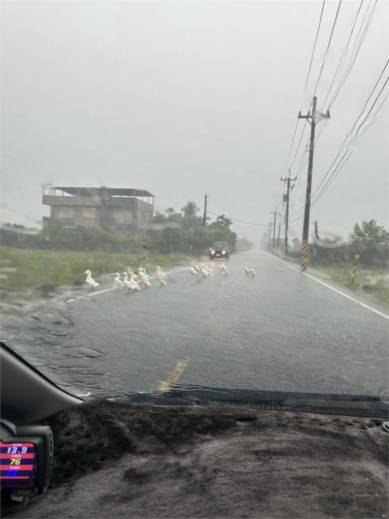 誰家的鴨子跑出來了!宜蘭暴雨「鴨群霸路」畫面曝 按喇叭也沒反應