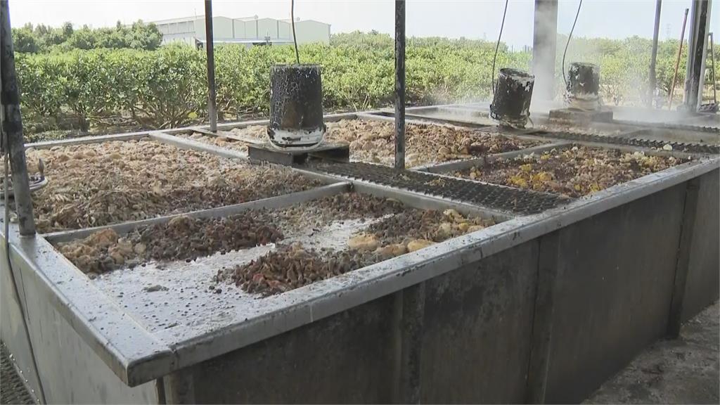 含非洲豬瘟肉品流入市面 合法使用廚餘的養豬場憂心忡忡