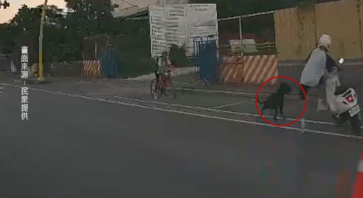 黑狗衝出來! 14歲少年騎車放學煞車不及撞到狗