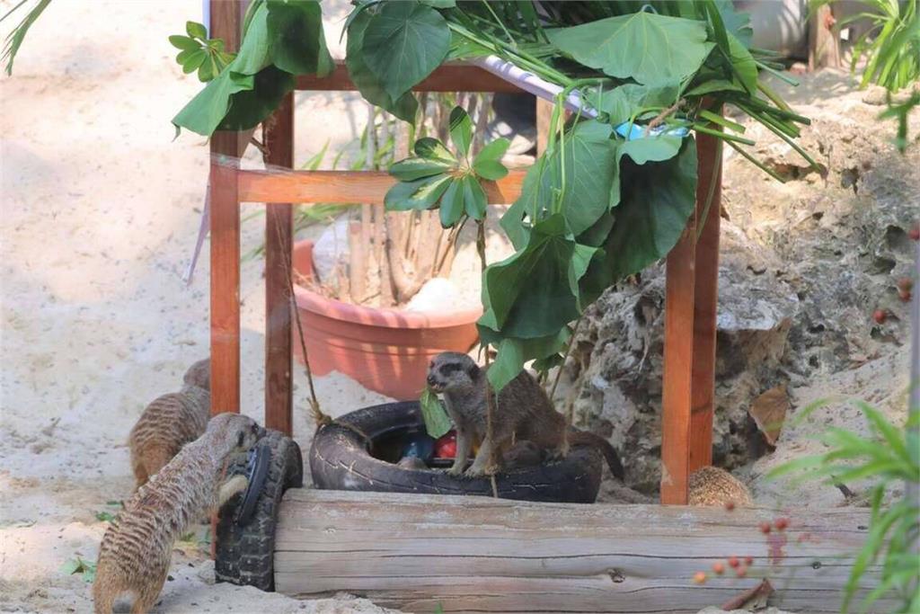 快新聞/萌萌的守護者! 壽山動物園最新打卡點2米高狐獴亮相