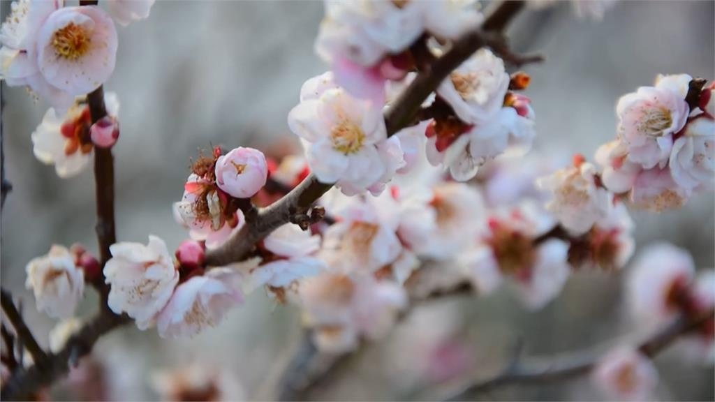 冬季美景！福壽山農場成雪白世界　白色、粉色梅花盛開爭艷