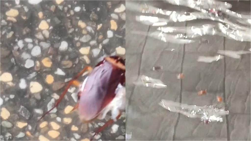 大雨沖出萬隻小強！西門町驚見「咖色蟑螂海」網轟蔣萬安：台北鍋底是蟑螂嗎