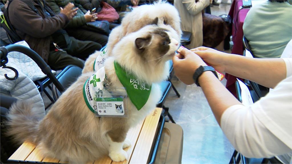 當毛小孩來敲門　治療犬貓走進安寧病房陪伴病友