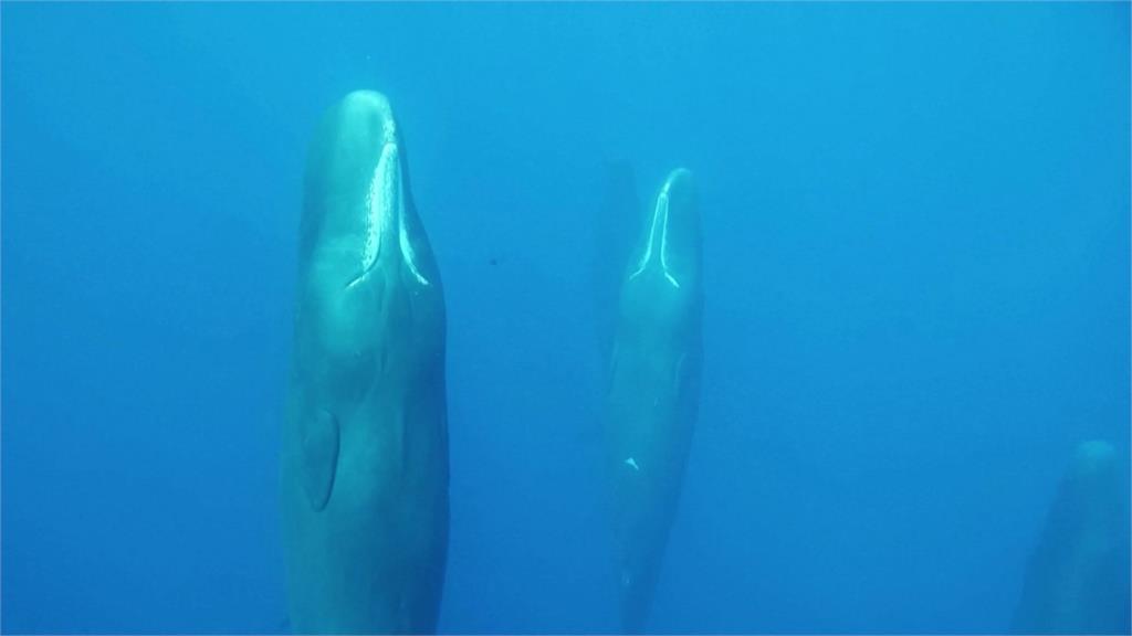 鯨魚也懂溝通？　抹香鯨語言分長短音　複雜如摩斯密碼