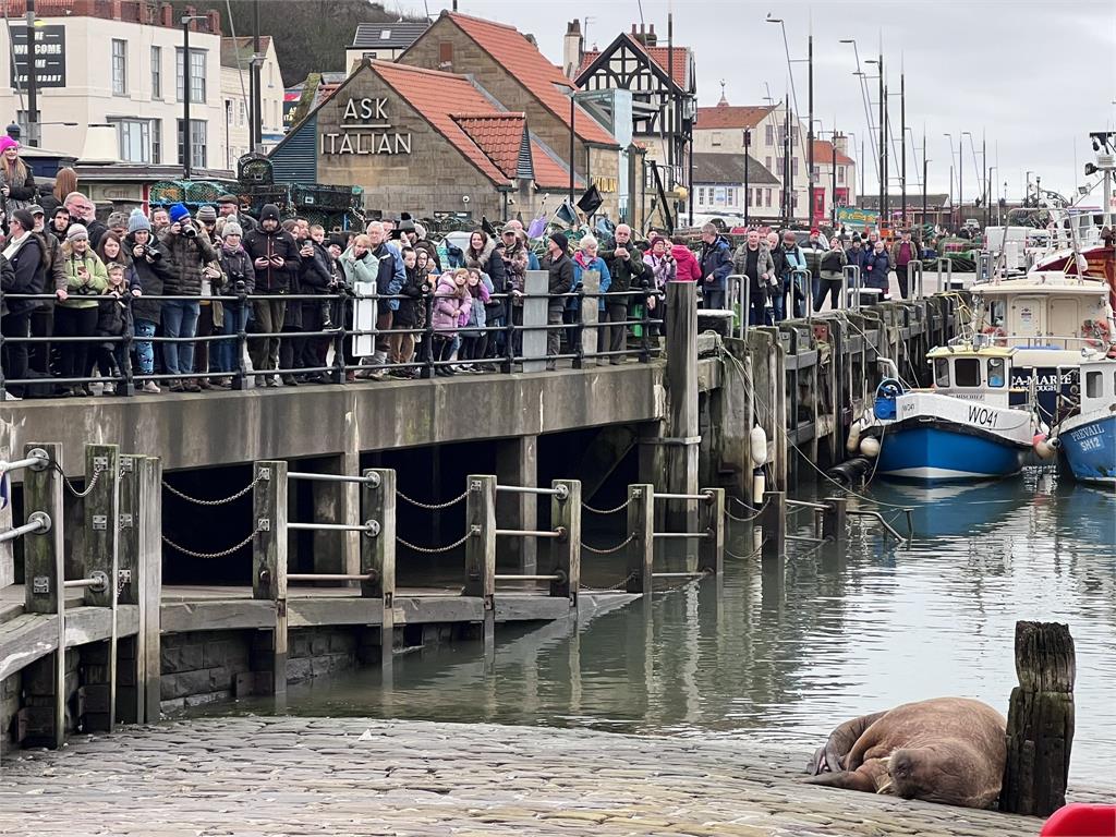 揪甘心！北極海象驚喜現身港口　英國城市為牠「取消跨年煙火」