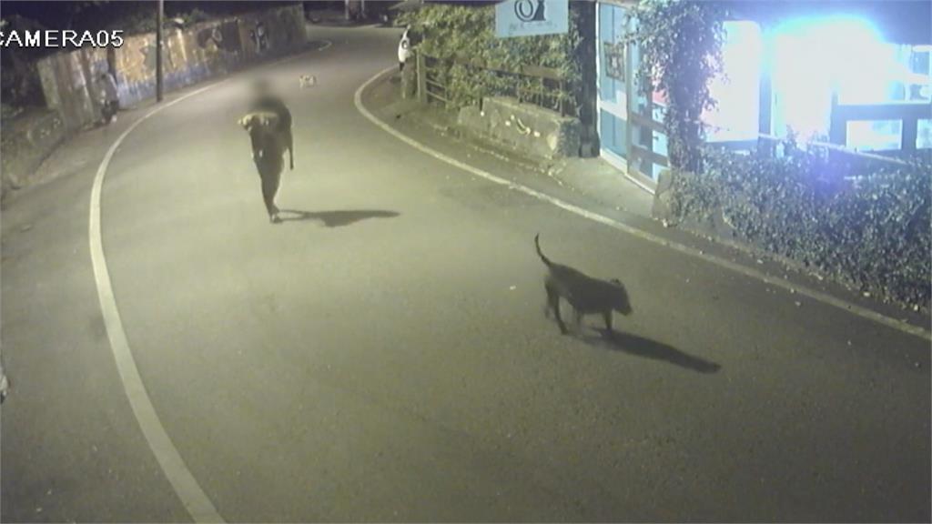 花蓮比特犬又出事！　四月咬傷8歲男童今又民眾愛犬遭攻擊